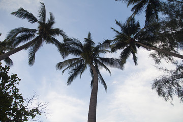 Obraz premium Palm trees against the background of the sky