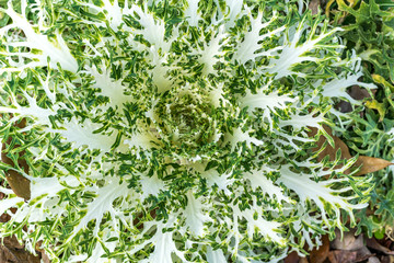 White Flower Plant