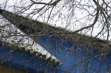 The shining drops on birch branches from the dropped-out sleet