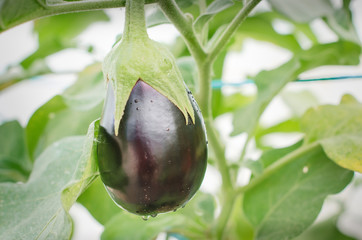 Eggplant at its harvest point