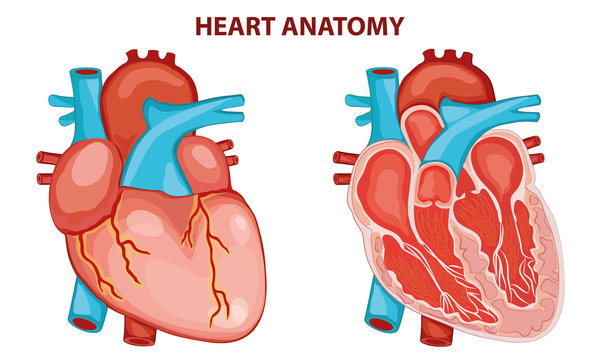 HEART ANATOMY VECTOR ILLUSTRATION