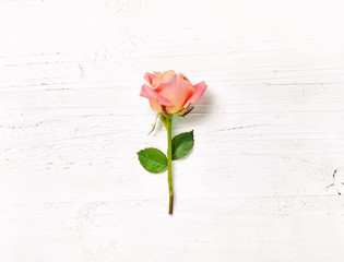 pink rose on white wood background