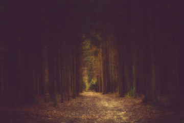 dunkler, mystischer Wald mit Weg