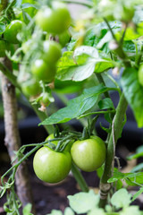 Young new cherry tomatoes growing in garden in sun rays