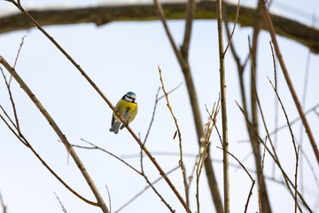 titmouse on the branch on branch in the park