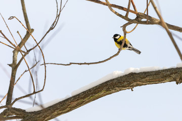 titmouse on the branch in winter time
