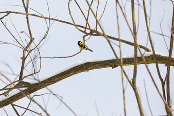 titmouse on the branch in Moscow park