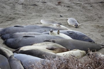 robben highway No 1 Big Sur