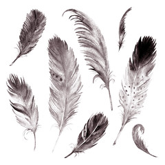 Watercolor drawing feather collection. Isolated images. For decor, tattoo