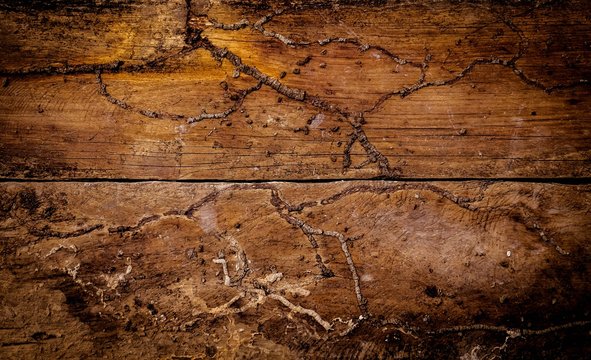 wood with termite background