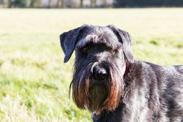 close up schnauzer dog in the countryside