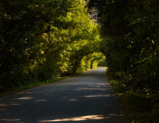 Obraz premium The road through a tunnel of trees