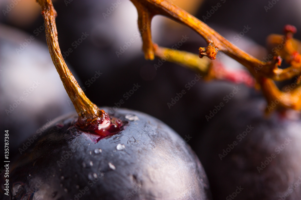 Wall mural red wine grapes