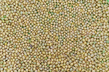 soy bean background texture