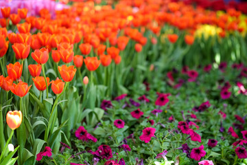 Tulips in garden.