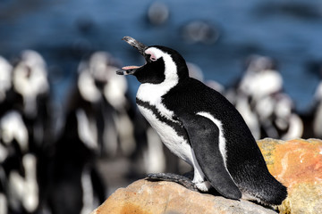 African penguin
