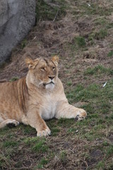 Fototapeta na wymiar lion