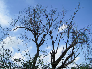dead trees , blue sky background