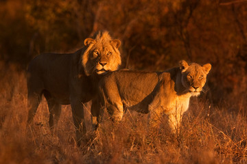lion, panthera leo, Kruger national park, South Africa