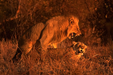 Plakat lion, panthera leo, Kruger national park, South Africa