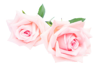 Pair of pink blooming rose flowers buds with green leaves isolated on white background