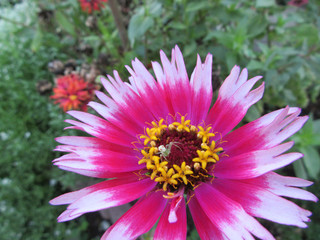 百日草とハナグモ