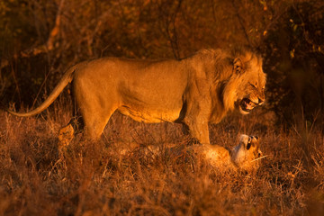 Obraz na płótnie Canvas lion, panthera leo, Kruger national park, South Africa