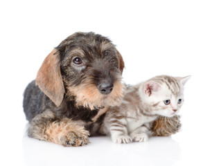 Puppy embracing tiny kitten. isolated on white background