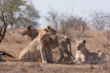 lion, panthera leo, Kruger national park, South Africa