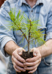 male hands holding a seedling cedar with handful of earth