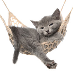 Cute gray kitten sleep in hammock isolated