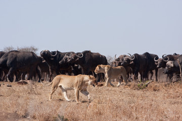 Naklejka premium lion, panthera leo, Kruger national park, South Africa