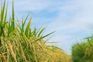Naklejka premium Gold rice field