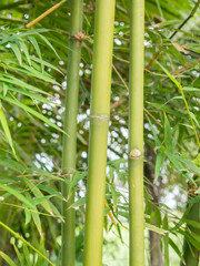 Bamboo grove, bamboo forest natural