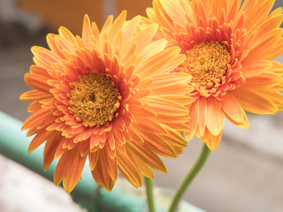 Beautiful yellow flower, Selective focused