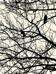 silhouettes of the crows on the tree branches