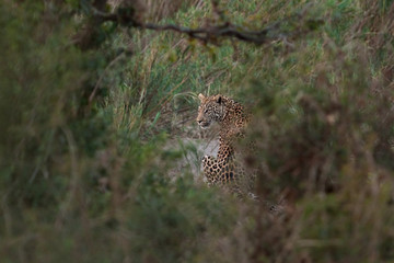 leopard, panthera pardus, Kruger national park, South Africa