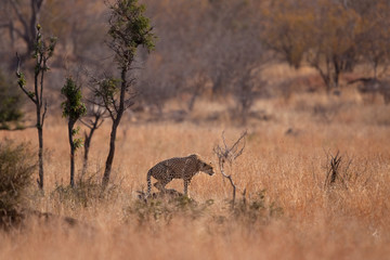 Naklejka na ściany i meble cheetah, acinonyx jubatus, Kruger national, park, South Africa