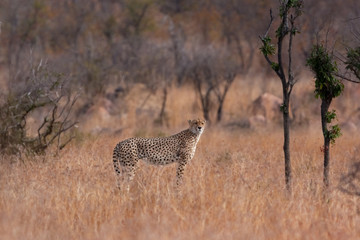 cheetah, acinonyx jubatus, Kruger national, park, South Africa