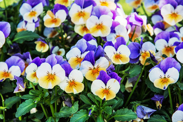 Multi colored pansies in the garden