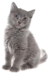 Small gray long haired kitten sitting isolated