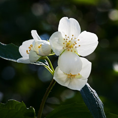 White flower jasmine