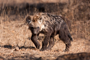 spotted hyena, crocuta crocuta, Kruger national park, South Africa
