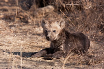 spotted hyena, crocuta crocuta, Kruger national park, South Africa