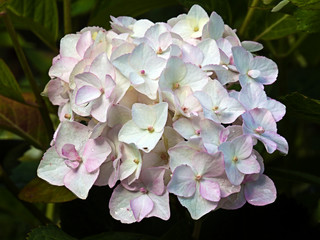 White flower Phlox