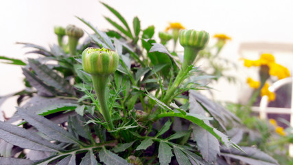 Obraz premium Yellow Flower Growing