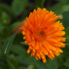 Yellow calendula flower