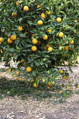 Ripe orange tree