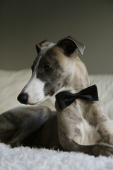 A whippet dog wearing a vintage black bow tie
