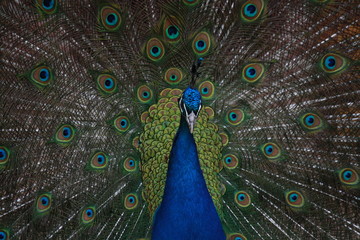 Fototapeta na wymiar Peacok in al his grandeur
